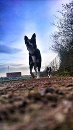 Dog on beach against sky