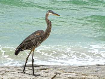 Bird perching on a beach