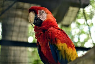 Close-up of parrot perching on tree