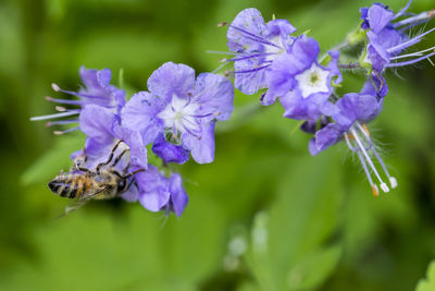 Close-up of honey bee on flower