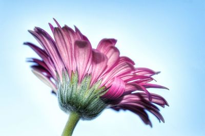 Close-up of pink flower against blue background