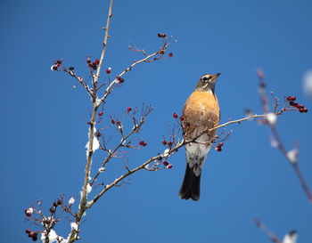 Low angle view of bird perching on tree