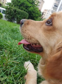 Close-up of dog looking away on field