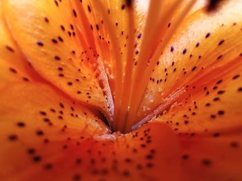 Full frame shot of day lily blooming outdoors