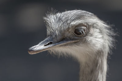 Close-up of bird