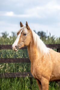 Horse standing in ranch against sky