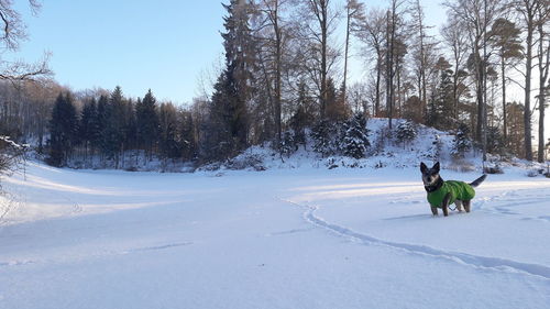 Dog on snow covered trees during winter