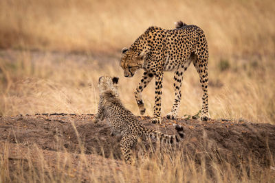 Cheetah on land