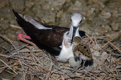 Close-up of birds in nest