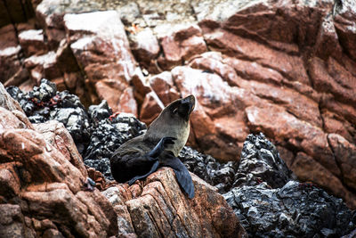 High angle view of lizard on rock