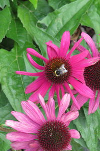 Close-up of bee on pink flower blooming outdoors