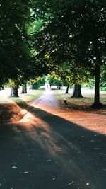 Road by trees