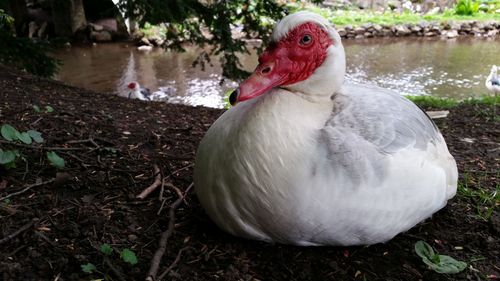 Muscovy duck sitting on lakeshore