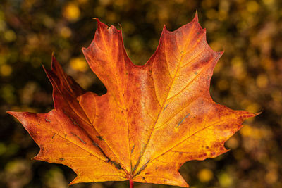 autumn