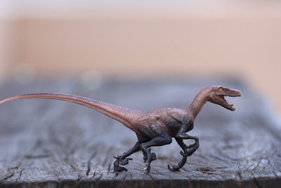 Close-up of lizard on wood