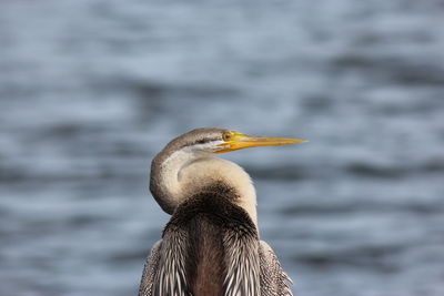 Close-up of anhinga against river