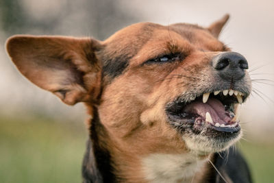 Close-up of dog looking away