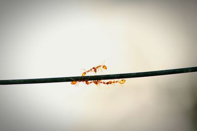 Close-up of insect against clear sky