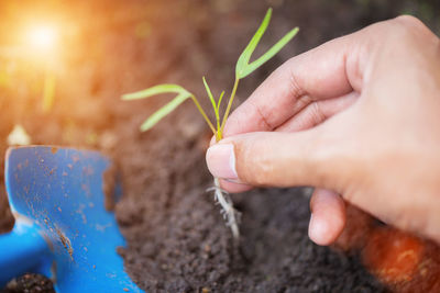 Close-up of hand planting seedling in soil