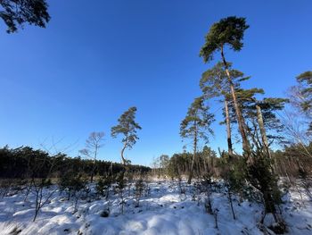 Trees on snow covered field against clear blue sky