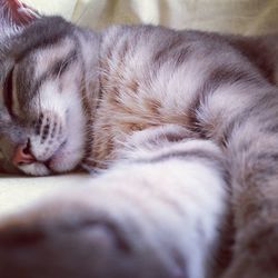 Close-up of cat sleeping