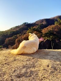 View of a sheep on a land