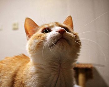 Close-up of a cat looking away at home