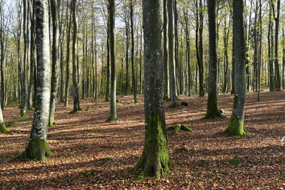 Trees in forest