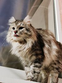 Close-up of a cat looking away