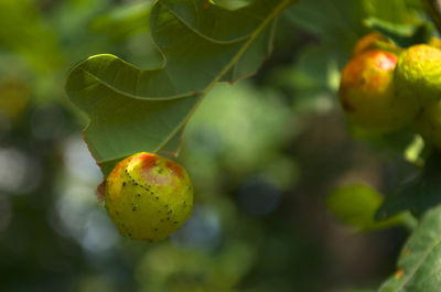 Close-up of fruits on tree