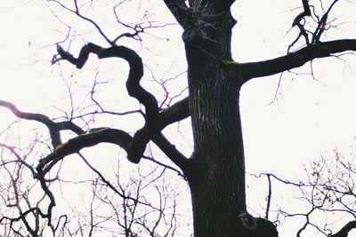 Close-up of bare tree against sky