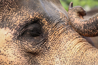 Close-up of elephant