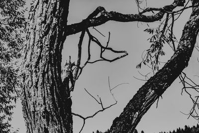 Low angle view of bare tree against sky