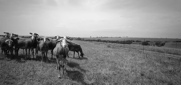 View of sheep on field against sky