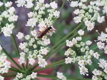 Close-up of bee on white flower