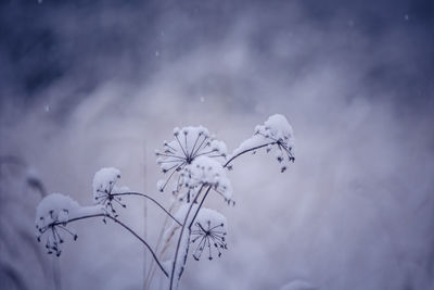 Autumn's frozen whisper. meadows embracing winter's arrival in northern europe