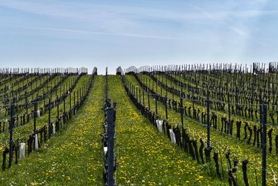 Panoramic view of vineyard against sky