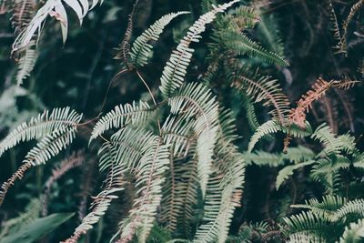 Close-up of fern leaves