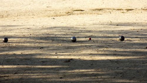 High angle view of birds on sand