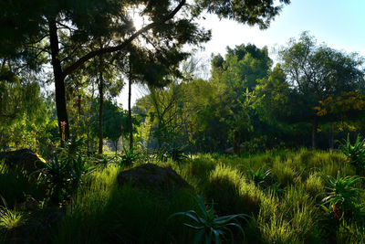 Trees and plants growing on land