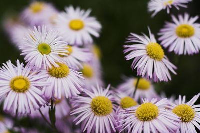 Close-up of purple daisies blooming outdoors