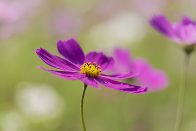 Close-up of pink cosmos flower