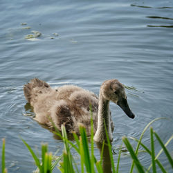 Duck swimming in a lake