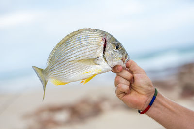 Close-up of hand holding fish