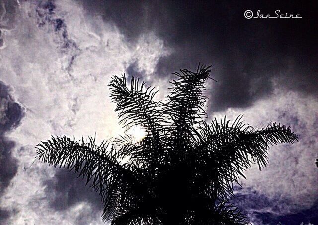 low angle view, sky, palm tree, tree, cloud - sky, cloudy, growth, nature, tranquility, beauty in nature, cloud, silhouette, scenics, outdoors, weather, no people, overcast, tranquil scene, branch, day