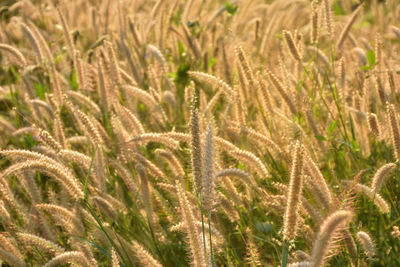 Full frame shot of wheat field