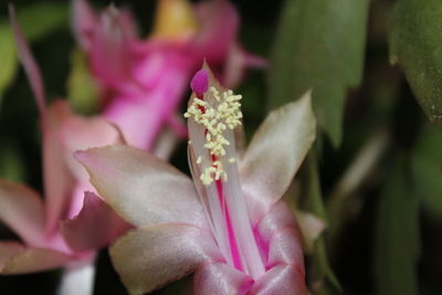 Close-up of pink flowers blooming outdoors