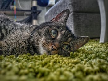 Close-up portrait of a cat resting