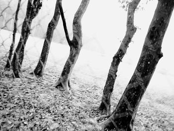 View of trees on beach