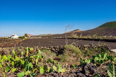 Plants growing on land against clear blue sky